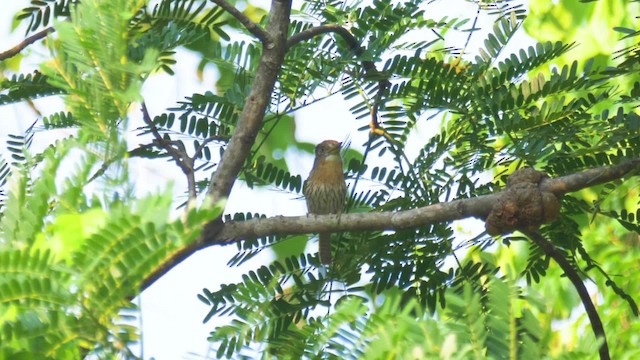 Eastern Striolated-Puffbird - ML201699351