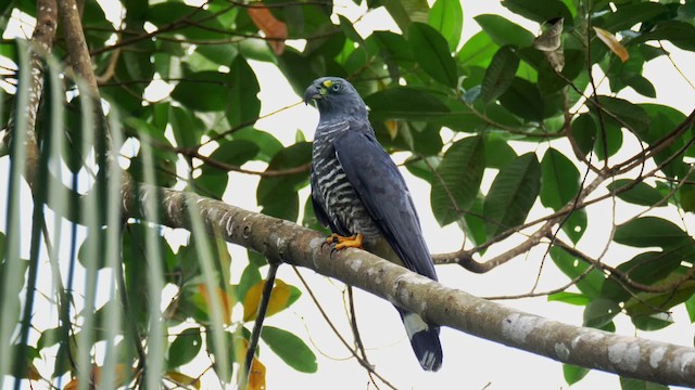hákozobec neotropický (ssp. uncinatus) - ML201699381