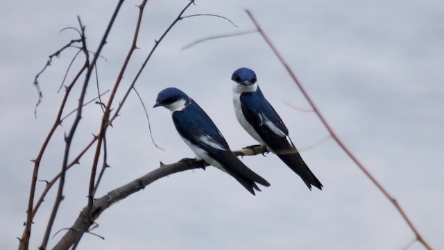 Hirondelle à ailes blanches - ML201699391