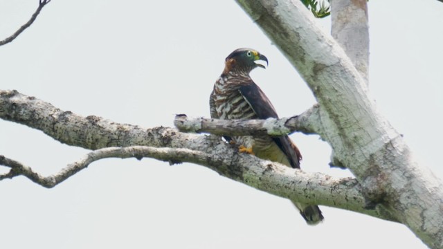 hákozobec neotropický (ssp. uncinatus) - ML201699401