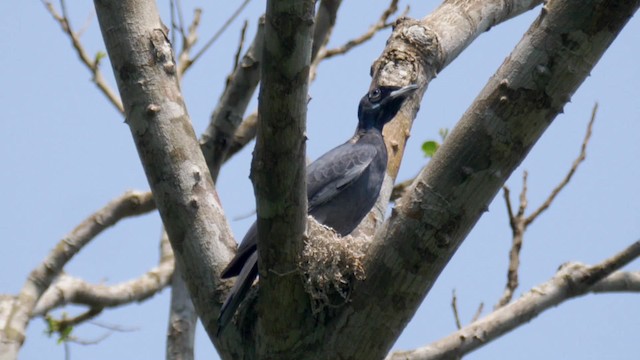 Bare-necked Fruitcrow - ML201699411