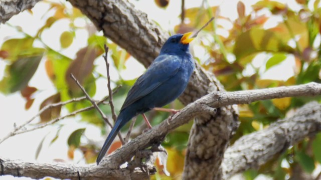 Blue Finch - ML201699451