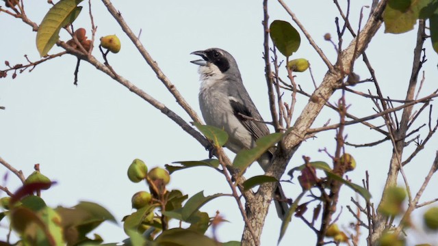 White-banded Tanager - ML201699471