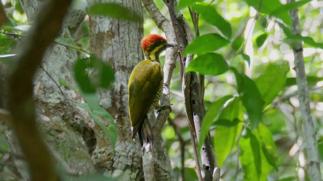 Golden-green Woodpecker (Spot-throated) - ML201699521