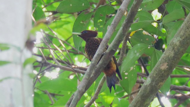 Waved Woodpecker (Scale-breasted) - ML201699531