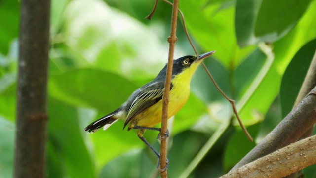 Common Tody-Flycatcher (cinereum Group) - ML201699541