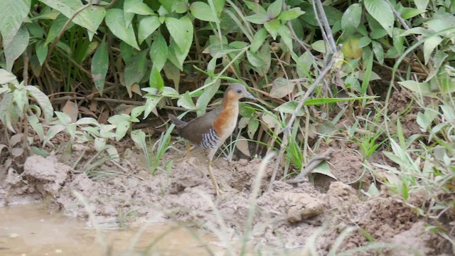 Rufous-sided Crake - ML201699551