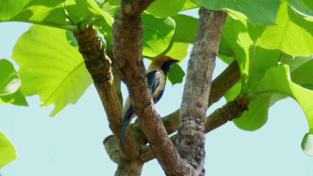 Burnished-buff Tanager (Stripe-bellied) - ML201699581