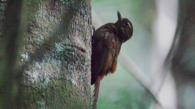 Wedge-billed Woodcreeper (cuneatus Group) - ML201699611