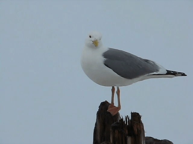 Lesser Black-backed Gull (Heuglin's) - ML201699631