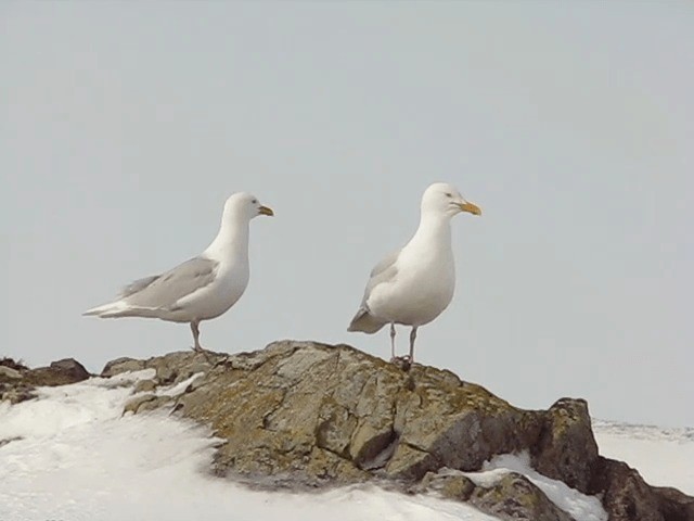 Glaucous Gull - ML201699661