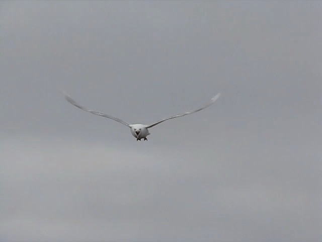 Glaucous Gull - ML201699671