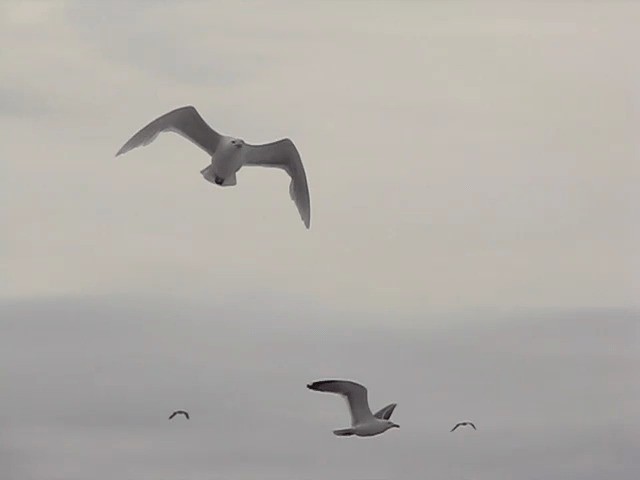 Glaucous Gull - ML201699681