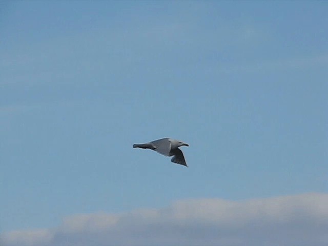 Glaucous Gull - ML201699691