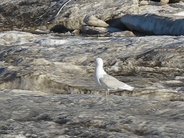 Glaucous Gull - ML201699701