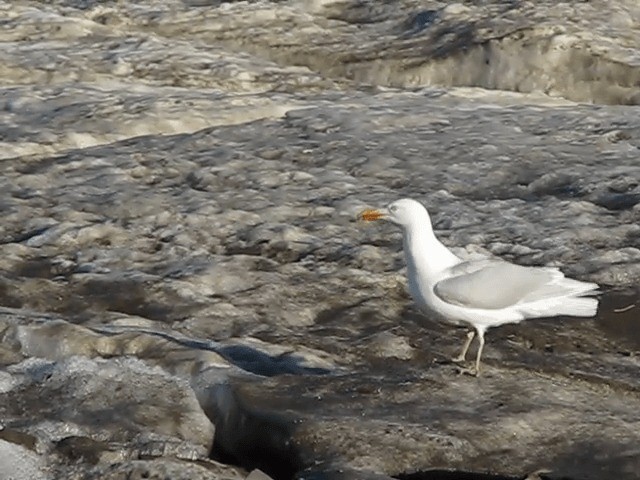 Glaucous Gull - ML201699711