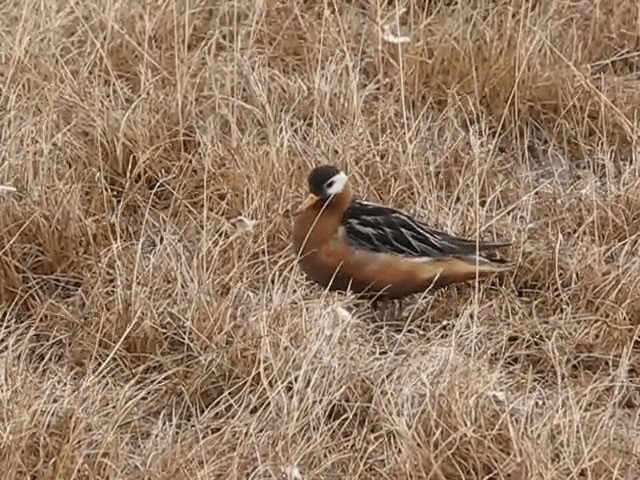 Red Phalarope - ML201699811