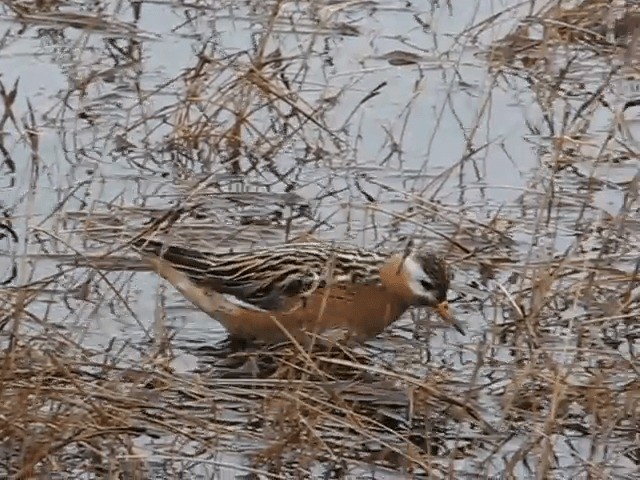 Red Phalarope - ML201699831