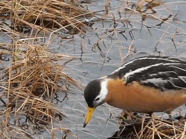 Red Phalarope - ML201699871