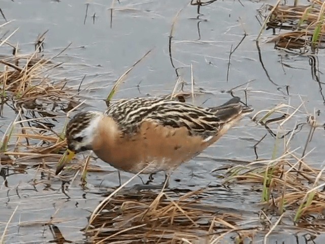 Red Phalarope - ML201699881