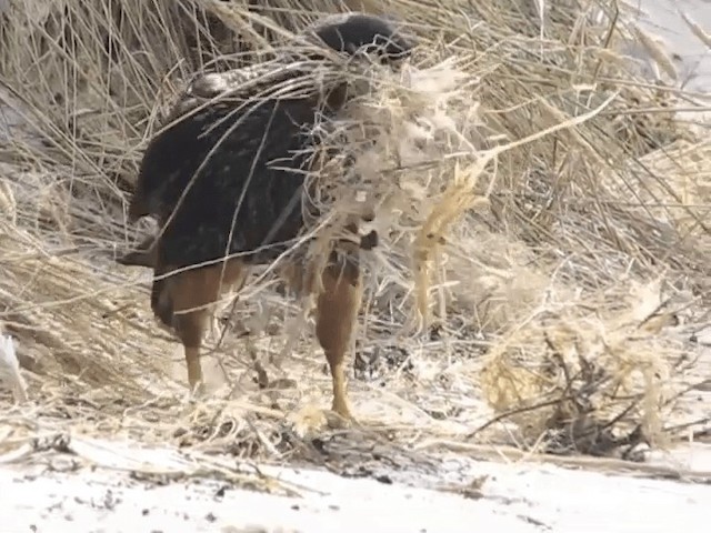 Striated Caracara - ML201699931