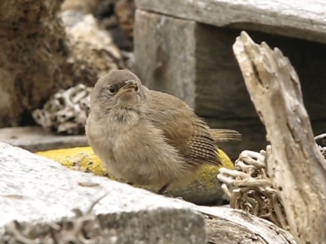 Cobb's Wren - ML201699981