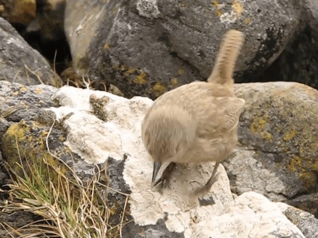 Cobb's Wren - ML201699991