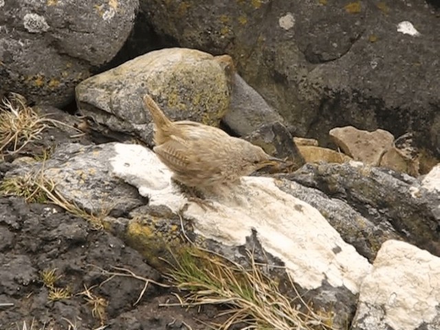 Cobb's Wren - ML201700001