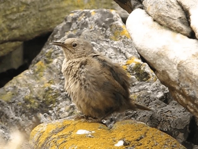 Cobb's Wren - ML201700011