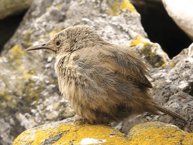 Cobb's Wren - ML201700031