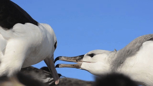 Schwarzbrauenalbatros (melanophris) - ML201700071