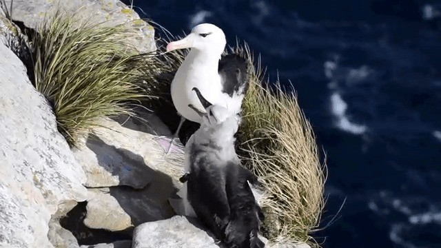 albatros černobrvý (ssp. melanophris) - ML201700151