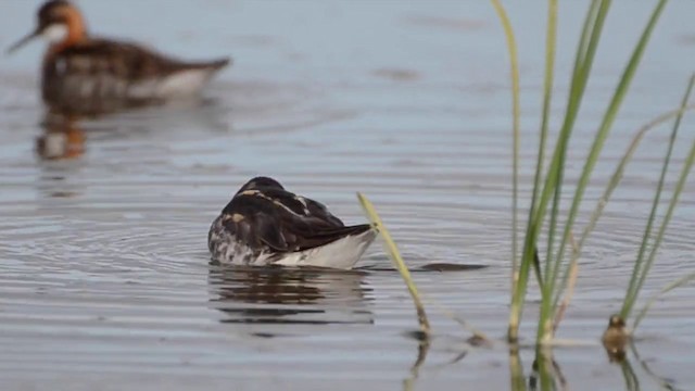 Red-necked Phalarope - ML201700191