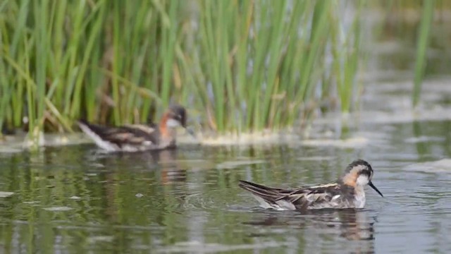 Red-necked Phalarope - ML201700201