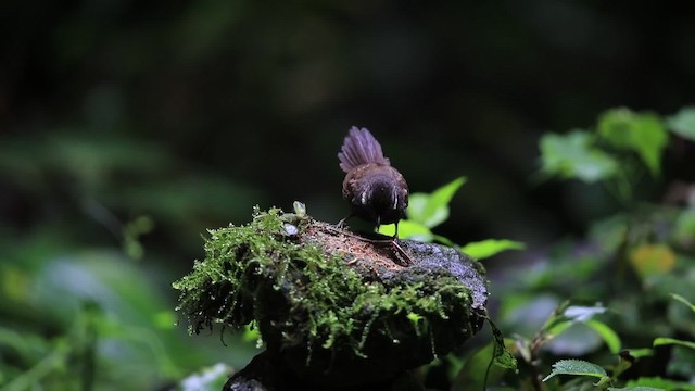 Nonggang Babbler - ML201700211