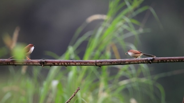 Yellow-eyed Babbler - ML201700221