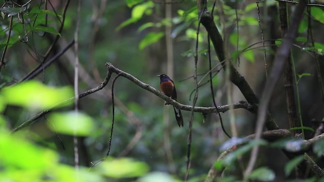 White-rumped Shama (White-rumped) - ML201700241