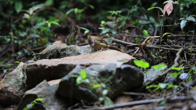 Bulbul Pálido (grupo pallidus) - ML201700251