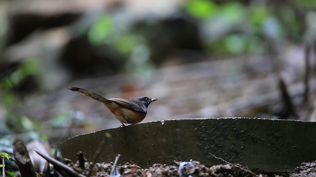 White-rumped Shama (White-rumped) - ML201700261