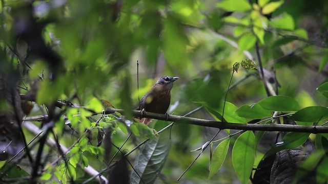 Spot-necked Babbler - ML201700271