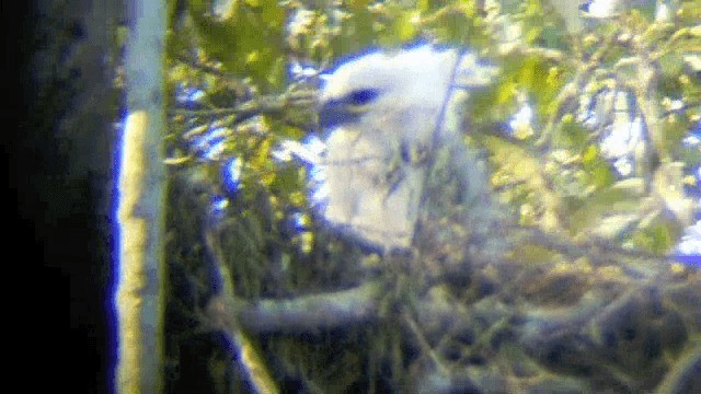 Harpy Eagle - ML201700291