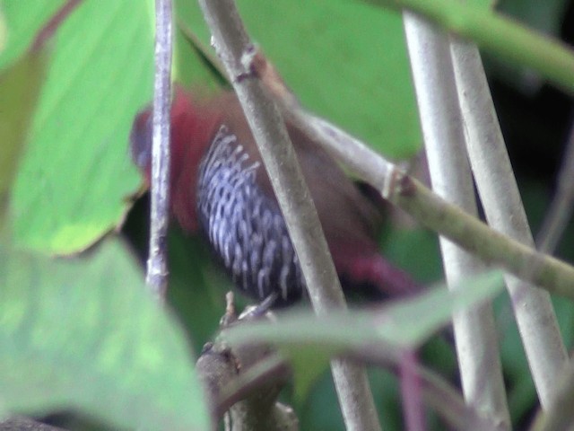 Red-throated Twinspot - ML201700301