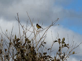 Yellow-rumped Marshbird - ML201700391