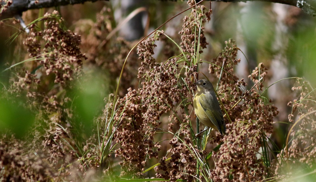 Nashville Warbler - Jay McGowan
