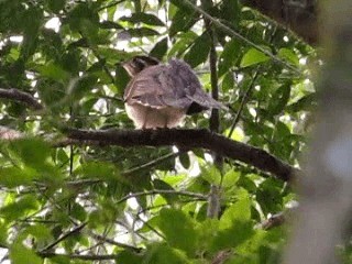 Pheasant Cuckoo - ML201700421