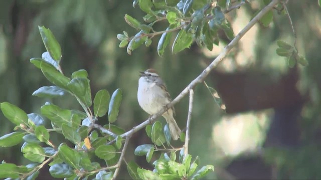Chipping Sparrow - ML201700451
