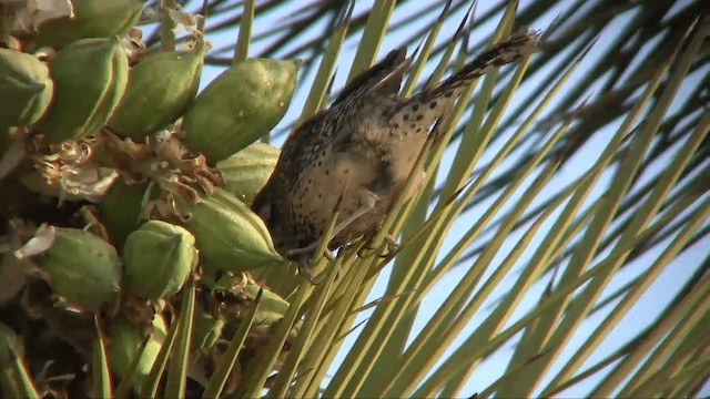 Cactus Wren (brunneicapillus Group) - ML201700471