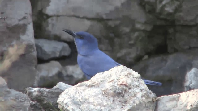 Pinyon Jay - ML201700481