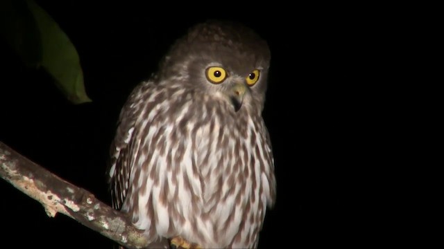 Barking Owl - ML201700491