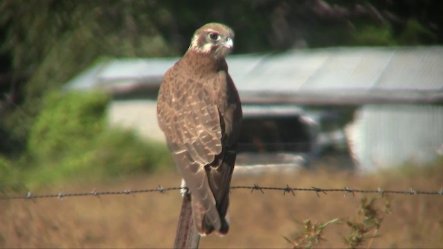 Brown Falcon - ML201700501